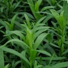 New Arrival TARRAGON -300 Herb Seeds -Non GMO-Organic-Open Pollinated.