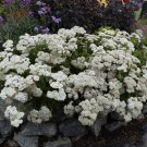 Best-Selling 500 Plus White Yarrow Seeds-perennial-Non Gmo