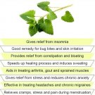 Premium 400 CATNIP SEEDS- Non GMO-Open Pollinated.