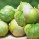 New Arrival 100 Tomatillo - Toma Verde Seeds-Non GMO-Open Pollinated