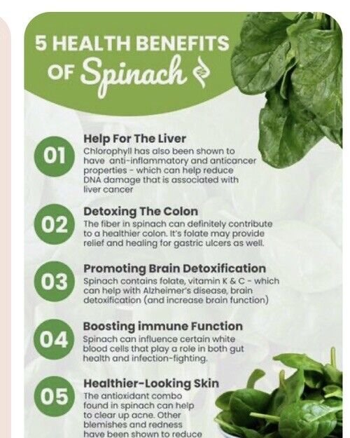 Exclusive 150 Plus Winter Giant Spinach Seeds-Heirloom-Non GMO- Open Pollinated.