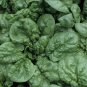 Exclusive 150 Plus Winter Giant Spinach Seeds-Heirloom-Non GMO- Open Pollinated.