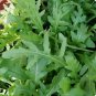 New Arrival 1500 ARUGULA SEEDS -NON-GMO-Open Pollinated-Organic.