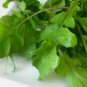 New Arrival 1500 ARUGULA SEEDS -NON-GMO-Open Pollinated-Organic.