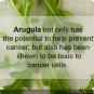 New Arrival 1500 ARUGULA SEEDS -NON-GMO-Open Pollinated-Organic.