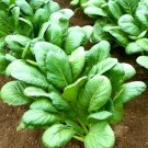Top-Quality 600+ Komatsuna Spinach Mustard Tendergreen Vegetable Seeds