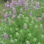 Top-Quality 400 + LEMON MINT SEEDS-MONARDA CITRIODORA -NON GMO-Perineal