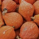 New Arrival 20+Golden Hubbard Winter Squash Seeds~Non GMO-Open Pollinated