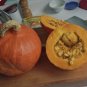 New Arrival 20+Golden Hubbard Winter Squash Seeds~Non GMO-Open Pollinated