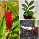 1 Cutting Rooted Hawaiian Red Ginger Alpinia Purpurata Tropical Red Cones Live Plant