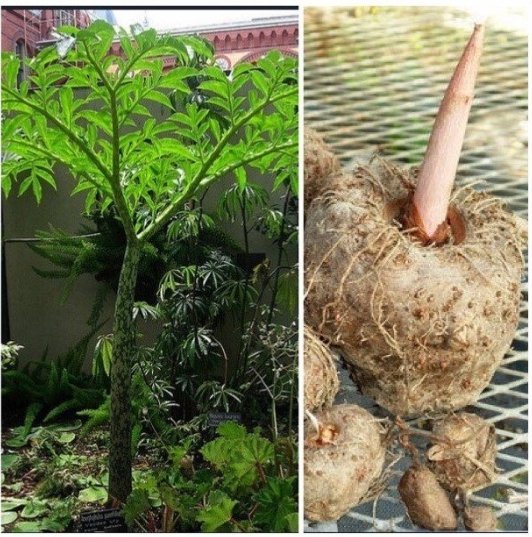 1 BULB AMORPHOPHALLUS PAEONIIFOLIUS ELEPHANT FOOT YAM ARACEAE EDIBLE PLANT