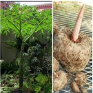 1 BULB AMORPHOPHALLUS PAEONIIFOLIUS ELEPHANT FOOT YAM ARACEAE EDIBLE PLANT