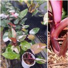 1 Cutting Rooted Node Philodendron Red Anderson Live Plant Without Leaf