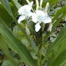 1 Rhizome Butterfly Ginger Lily White Fragrant Hedychium Coronarium Plant