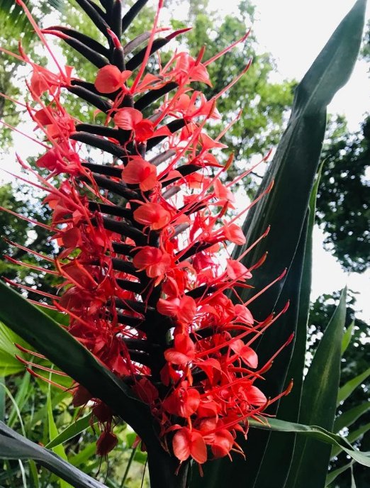 1 Rhizome Red Butterfly Ginger Hedychium Coccineum Scarlet Gingerlily Flowering Plant