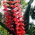 1 Rhizome Red Butterfly Ginger Hedychium Coccineum Scarlet Gingerlily Flowering Plant