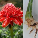 1 RHIZOME Red Torch Ginger Live Stater Plant Bulb Etlingsera Elatior Flower