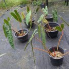 1 Rooted Cutting Node Philodendron Billietiae Orange Stem House Rare Plant