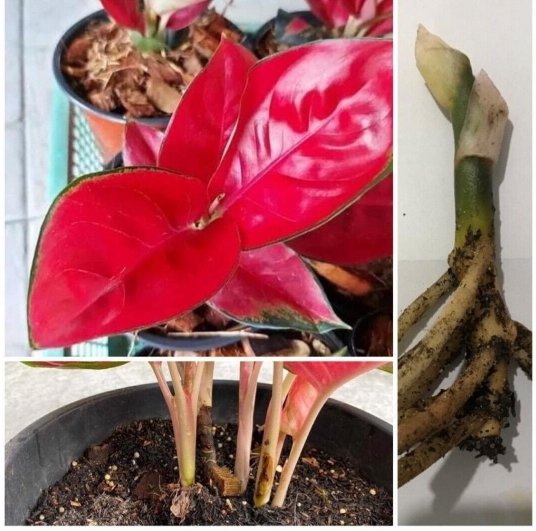 1 Well Rooted Cutting Aglaonema Super Red Rare Plant Without Leaves