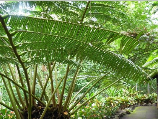 2 BULB ANGIOPTERIS EVECTA GIANT FERN KING FERN CAUDEX BONSAI RARE PLANT