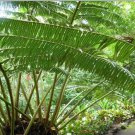 2 BULB ANGIOPTERIS EVECTA GIANT FERN KING FERN CAUDEX BONSAI RARE PLANT