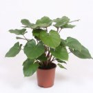 2 Bulb HOMALOMENA RUBESCENS Tropical Plant Roots Free Shipping