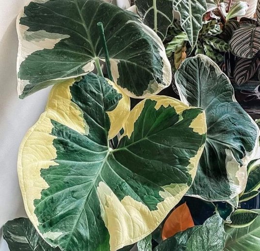 2 Bulb mickey mouse alocasia variegated Elephant Ear xanthosoma albo marginata