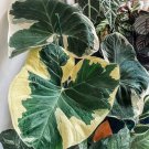 2 Bulb mickey mouse alocasia variegated Elephant Ear xanthosoma albo marginata