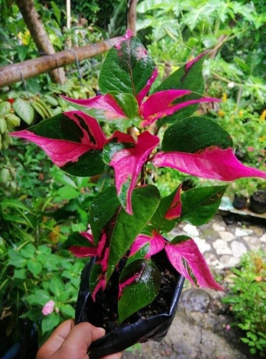 2 Cutting Rooted Nodes Alternanthera Party Time Live Rooted Starter Plant