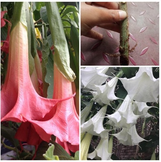 2 Cutting Rooted Nodes Dola Pink & White Brugmansia angel Trumpet Flower Plant
