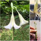 2 Cutting Rooted Nodes Dola White Brugmansia Angel Trumpet Flower Plant