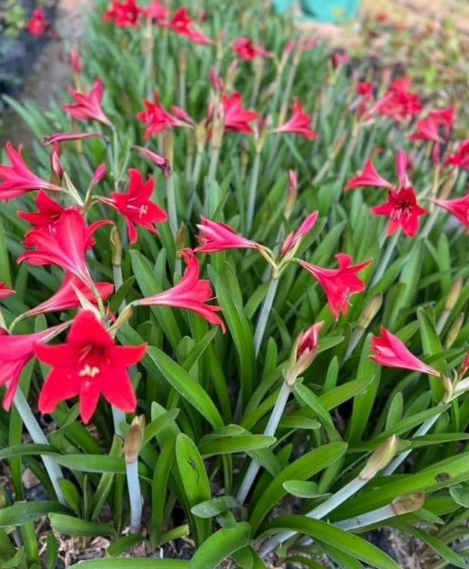 2 Fresh Bulbs Red Amaryllis Striped Barbados Lily Hippeastrum Striatum