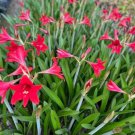 2 Fresh Bulbs Red Amaryllis Striped Barbados Lily Hippeastrum Striatum