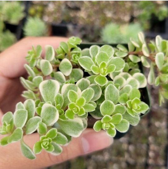 2 Inch Potted Live Rare String Of Dolphins Senecio Peregrinus Succulent Plants Fresh Garden