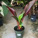 2 RHIZOME Heliconia Indica Spectabilis Red Striped Blood Banana Plant Bulbs