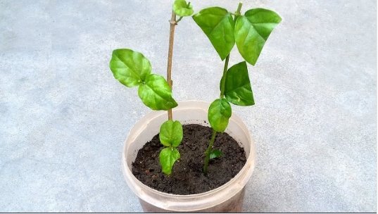 3 Cutting Rooted Nodes Arabian Jasmine Jasminum Sambac Mogra Flowering Plant0
