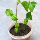 3 Cutting Rooted Nodes Arabian Jasmine Jasminum Sambac Mogra Flowering Plant0