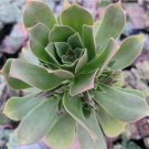 4 Packs Live Echeveria Lovely Rose Succulent Plants Fully Rooted In 2 Plant Pot Fresh Garden