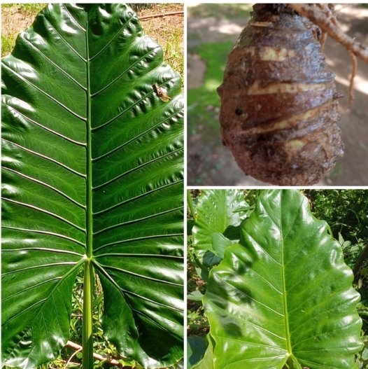 3 Fresh Bulbs Alocasia Calidora Elephant Ear Plant