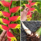 2 RHIZOME Heliconia Rostrata Plant Exotic Tropical Hanging Lobster Esey Growing