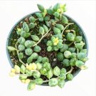 5 Packs Succulent Plants 2  Assorted Mini Succulent Plant Fresh Garden