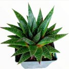 4 Packs Burro S Tail Sedum Morganianum Donkey S Tail Rooted In 2 Inch Planters Fresh Garden