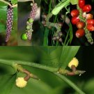 2 Rooted Cutting Nodes Pothos Scandens  Climbing Aroid  Medicinal plant POTA WEL