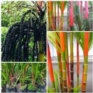 30 Seeds Red Sealing Wax Lipstick Palm Cyrtostachys Renda Lakka Red Palm Seeds