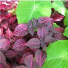 4 Cutting Rooted Nodes Iresine Red Herbstii Live Plant