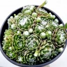 5 Fresh Corpuscularia Lehmannii Ice Astridia Velutina Brocade Succulent Cuttings Fresh Garden