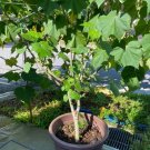 5 Fresh Cutting Nodes Dixie Rosemallow Confederate Rose Hibiscus mutabilis Plant