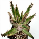 24 Packs 2 Assorted Echeveria Rosettes Succulent Plant Fresh Garden