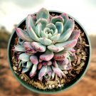 10 Packs Echeveria Lovely Rose Succulent Plants Fully Rooted In 2 Inch Plant Pot Fresh Garden