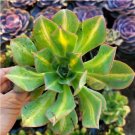 3 Live Fresh Aeonium Lily Pad Succulent Cuttings Clippings Fresh Garden